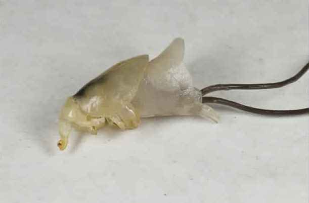 Представитель Семейства Dichelesthiidae
